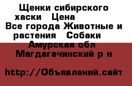 Щенки сибирского хаски › Цена ­ 12 000 - Все города Животные и растения » Собаки   . Амурская обл.,Магдагачинский р-н